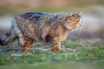 Obraz premium Fluffy cat with long fur sitting in a grass