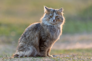 Fluffy cat with long fur sitting in a grass