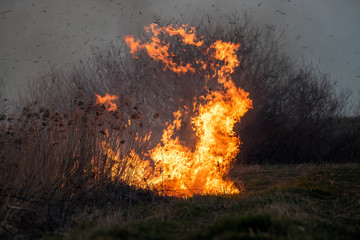 Wind blowing on a flaming grass during a wild fire