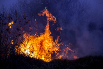 Wind blowing on a flaming grass during a wild fire