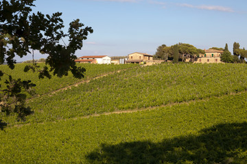 Plakat Tavarnelle Val di Pesa (FI), Italy - April 21, 2017: Chianti vineyards, wine grapes growing in Tavarnelle Val Di Pesa, Chianti Region, Tuscany, Italy