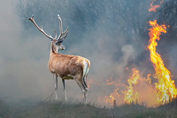 Deer on a background of burning forest