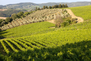 Fototapeta na wymiar Tavarnelle Val di Pesa (FI), Italy - April 21, 2017: Chianti vineyards, wine grapes growing in Tavarnelle Val Di Pesa, Chianti Region, Tuscany, Italy