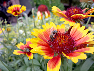 Honey Bee collecting pollen on yellow flower.