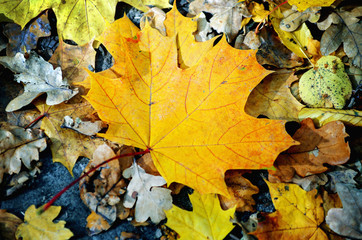 background texture of yellow leaves autumn leaf background