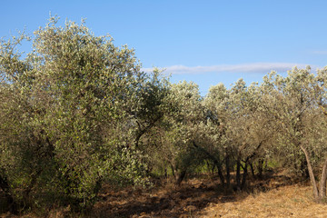 Tavarnelle Val di Pesa (FI),  Italy - April 21, 2017: Olive trees in Tavarnelle Val Di Pesa, Chianti Region, Tuscany, Italy