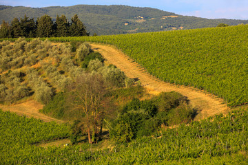 Tavarnelle Val di Pesa (FI),  Italy - April 21, 2017: Chianti vineyards, wine grapes growing in Tavarnelle Val Di Pesa, Chianti Region, Tuscany, Italy