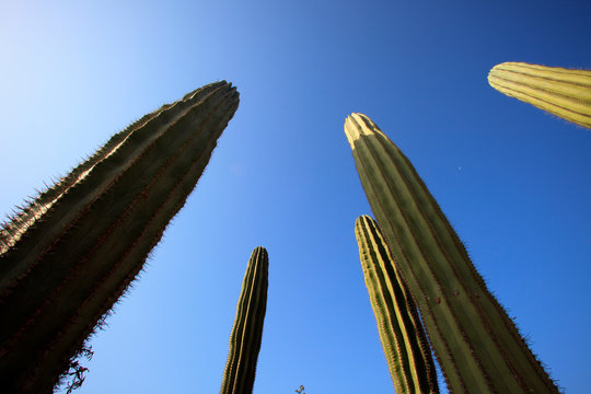 Ses Salines, Majorca / Spain - August 22, 2016: Cactus garden at island Majorca, Botanicactus garden, Jardi&shy;n Botanico, Ses Salines, Mallorca, Balearic Islands, Spain.