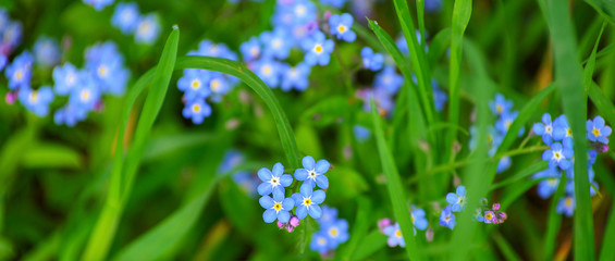 Little blue forget-me-not flowers on spring meadow