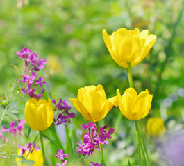 Beautiful yellow tulips on green bokeh background