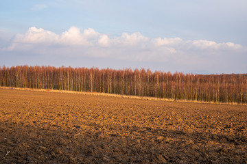 The birch alley behind the plowed field beautifully illuminated at sunset