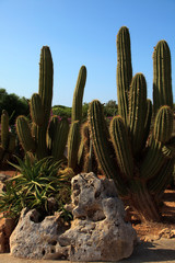 Ses Salines, Majorca / Spain - August 22, 2016: Cactus garden at island Majorca, Botanicactus garden, Jardi­n Botanico, Ses Salines, Mallorca, Balearic Islands, Spain.