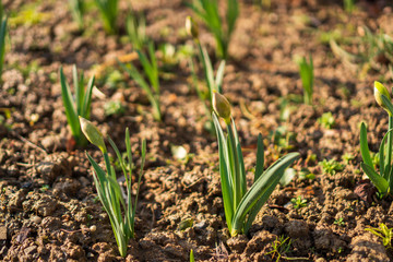 young green tulip sprouts in the garden with brown growth around