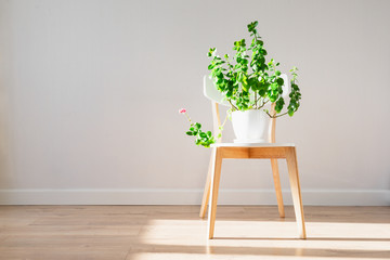 Green house plant with blooming flowers on a chair, minimalist interior