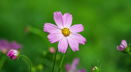 Field of cosmos flower background