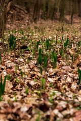 Spring nature 1