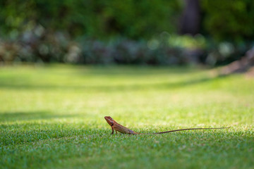 Lizard strolling in the green grass in Thailand, close up. Animal and nature concept.