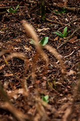 Spring nature 2