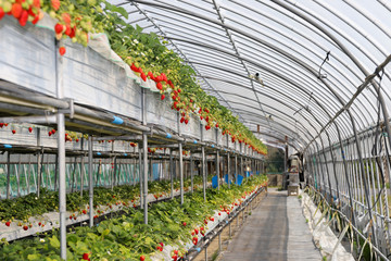 ハウス栽培のいちご　千葉県山武市　日本