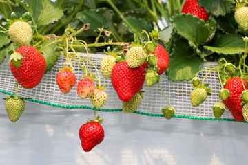 ハウス栽培のいちご　千葉県山武市　日本