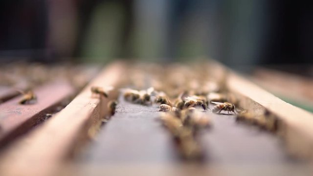 This footage about bee activity in producing honey for local farmer