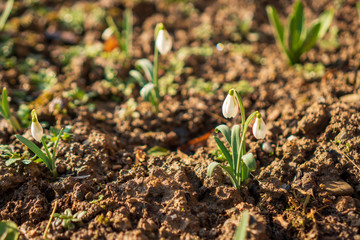 snowdrops in the garden in spring with brown clay around