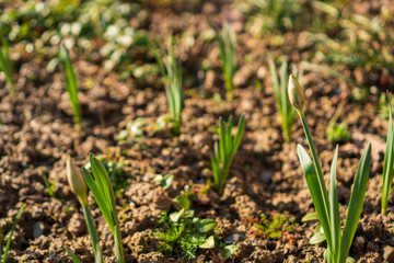young green tulip sprouts in the garden with brown soil around