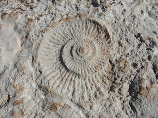 fossil of an ammonite