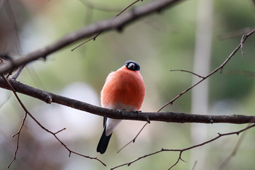 Eurasian bullfinch pyrrhula pyrrhula male sitting on branch of tree. Cute bright red wintering bird in wildlife.