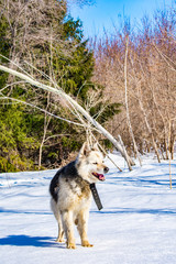 dog in winter forest