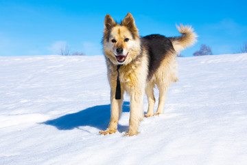 dog in snow