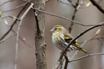 Eurasian siskin spinus spinus female sitting on branch of tree in sunny winter day. Cute little yellow songbird. Bird in wildlife.