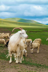 Obraz premium A Goat On Hulun Buir Prairie