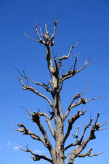 青空と剪定された春の栃ノ木