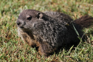 Naklejka na ściany i meble Wild Groundhog seen on a sunny day in Wheeling, West Virginia
