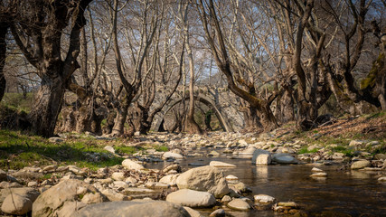 Fototapeta na wymiar ancient bridge in the forest