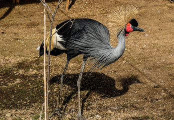 Beautiful portrait of African crowned crane