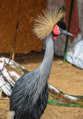 Black Crowned Crane or Kaffir Crane (Balearica pavonina) close-up