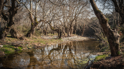 river with plane trees at spring time
