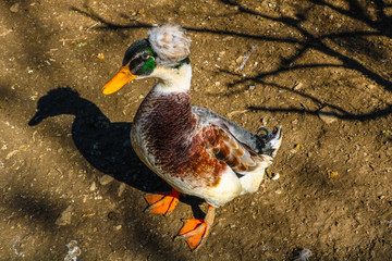 close up beautiful duck in the farm