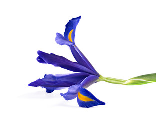     Beautiful blue iris isolated on white background. This image has better resolution and quality, and absolute sharpness from foreground to background.