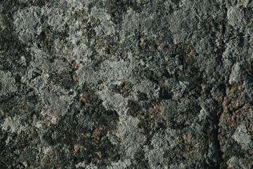 Green and yellow lichen on stone