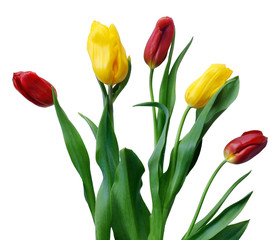 Beautiful bouquet of yellow and red tulips for  gift on  isolated background