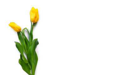 Beautiful bouquet of yellow tulips on white background.