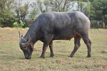 buffalo in mud