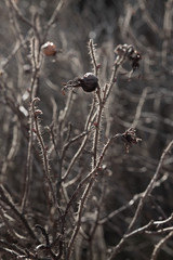 Dry briar with thorns in close-up