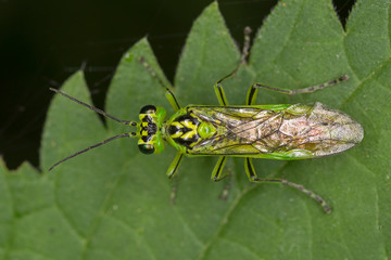 Rhogogaster viridis, common name green sawfly, is a species of common sawfly in the family Tenthredinidae.