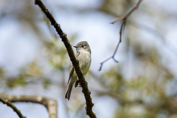 A picture of a Jacky Winter perched on the branch.  Vancouver  BC  Canada