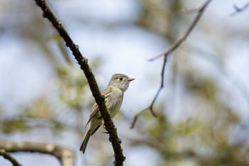 A picture of a Jacky Winter perched on the branch.  Vancouver  BC  Canada