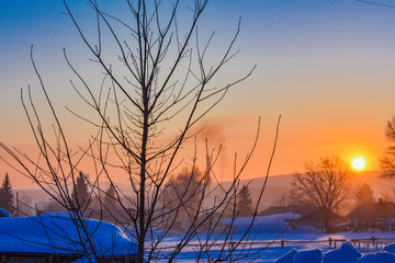 Obraz premium tree at sunset